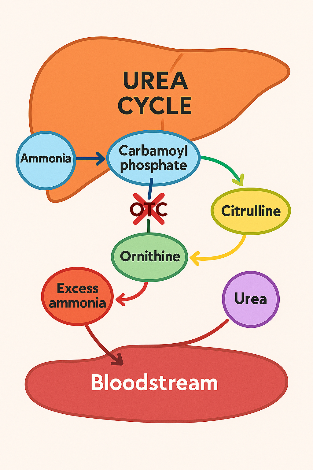 Understanding OTC Deficiency